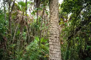 Airboat Tours Prints: The Everglades National Park, Florida, United States