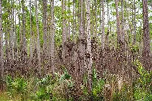 Canoeing Prints: The Everglades National Park, Florida, United States