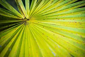 Kayaking Prints: The Everglades National Park, Florida, United States