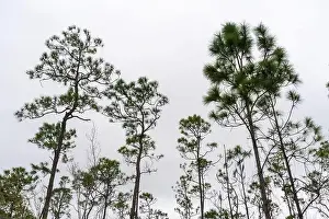 Kayaking Prints: The Everglades National Park, Florida, United States