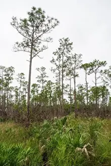 Kayaking Prints: The Everglades National Park, Florida, United States
