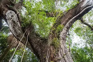Kayaking Prints: The Everglades National Park, Florida, United States