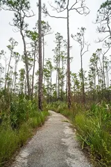 Kayaking Prints: The Everglades National Park, Florida, United States