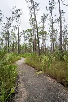 Kayaking Prints: The Everglades National Park, Florida, United States