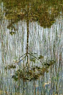 Kayaking Prints: The Everglades National Park, Florida, United States