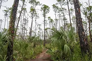 Kayaking Prints: The Everglades National Park, Florida, United States