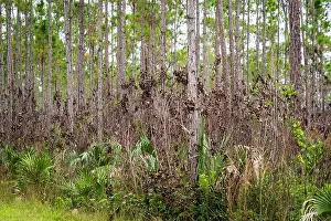 Kayaking Prints: The Everglades National Park, Florida, United States