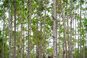 Kayaking Prints: The Everglades National Park, Florida, United States