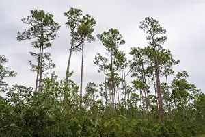 Kayaking Prints: The Everglades National Park, Florida, United States