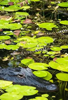 Kayaking Prints: The Everglades National Park, Florida, United States