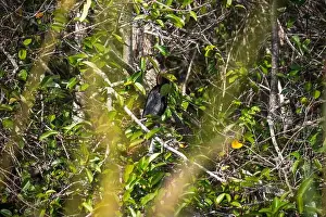 Kayaking Prints: The Everglades National Park, Florida, United States