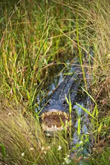 Kayaking Prints: The Everglades National Park, Florida, United States