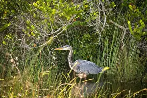 Kayaking Prints: The Everglades National Park, Florida, United States