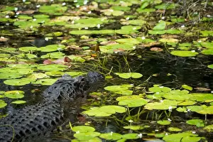 Kayaking Prints: The Everglades National Park, Florida, United States