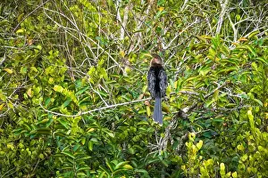 Outdoor Activities Prints: The Everglades National Park, Florida, United States