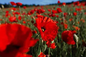 Poppy Prints: by Evgeny Timofeyev www.facebook.com/e.dissx