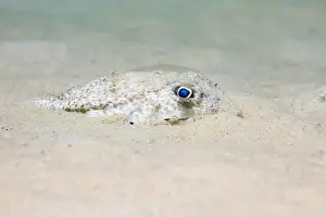 Ocean Floor Prints: An Evileye pufferfish (Amblyrhynchotes honckenii) hiding in the sand on the ocean floor