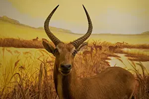 East Java Prints: An example of a Sable antelope in a taxidermy diorama at the Natural History Museum Satwa in Batu City