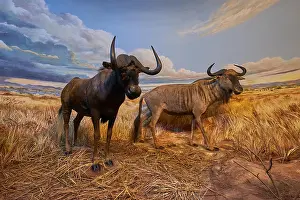 Animal Kingdom Prints: An example of two wildebeest in a taxidermy diorama at the Natural History Museum Satwa in Batu City