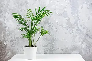 Flower Pot Prints: Exotic green palm chamaedorea in white pot on table against gray concrete wall