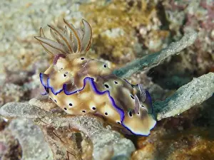 Underwater Worlds Prints: Exotic nudibranch with blue edges and brown patterning