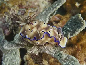 Water Animals Prints: Exotic nudibranch with a brown body and blue edges