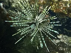Molluscs Prints: Exotic patterned sea urchin in an interesting colour and with long spines