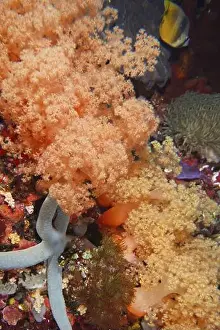 Colourfully Prints: Exotic underwater landscape with bright orange tree coral (Dendronephthya) and other sea creatures