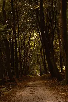 Wander Prints: Experience the tranquility of Speulderbos in Veluwe