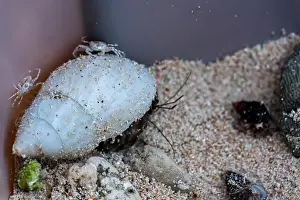 Crustaceans Prints: Exploring a coastal habitat with crabs and a hermit crab on the sand