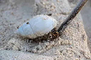 Crustaceans Prints: Exploring a coastal habitat with crabs and a hermit crab on the sand