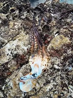 Spotting Prints: Exploring the unique coastal landscape of Socotra Island
