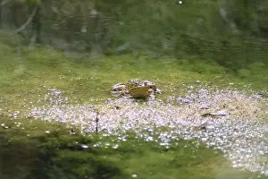 Vulnerable Prints: An expressive Chiricahua leopard frog relaxing in a pond at Ramsey Canyon in Hereford