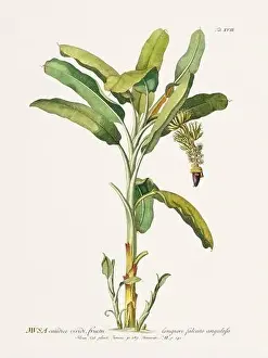 Plant Anatomy Prints: Exquisite 18th-century botanical illustration painted by George Dionysius Ehret