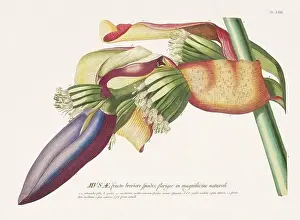 Exquisite 18th-century botanical illustration painted by George Dionysius Ehret