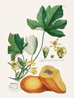 Plant Anatomy Prints: Exquisite 18th-century botanical illustration painted by George Dionysius Ehret