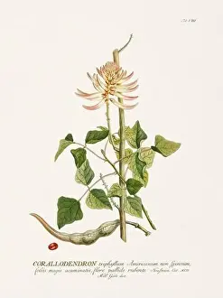Exquisite 18th-century botanical illustration painted by George Dionysius Ehret