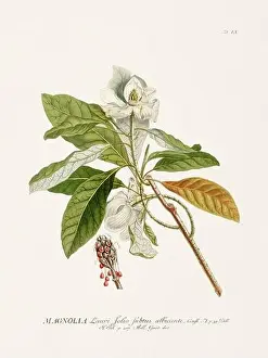 Exquisite 18th-century botanical illustration painted by George Dionysius Ehret