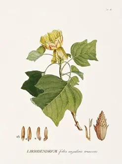Exquisite 18th-century botanical illustration painted by George Dionysius Ehret