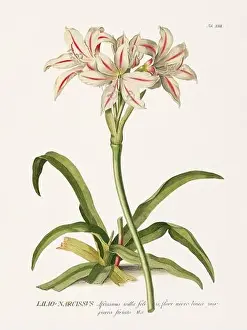 Exquisite 18th-century botanical illustration painted by George Dionysius Ehret