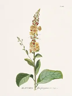 Plant Anatomy Prints: Exquisite 18th-century botanical illustration painted by George Dionysius Ehret
