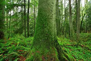 Environmental Science Prints: a exterior picture of an Pacific Northwest forest with Western hemlock trees