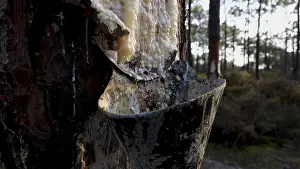 Scent Prints: Extraction of natural resin from pine tree trunks in Ovar - Portugal