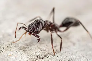 Jaws Prints: Extreme close up of an Odontomachus cephalotes trap jaw ant
