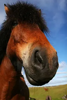 White Cloud Prints: extreme closeup of a horse focus on eyes