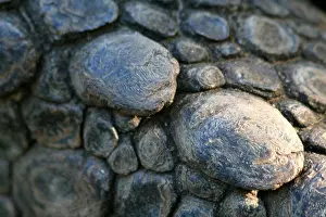 Seychelles Prints: Extreme closeup of the skin of a Seychelles giant turtle