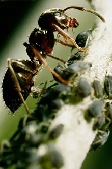 Extreme Close Up Prints: extreme macro of ants protecting aphids on a flower stem