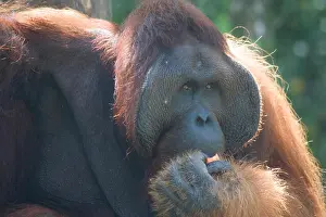 Hominidae Prints: An extremely large male orangutan with the prominent cheek pads