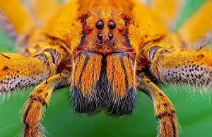 Arachnid Prints: An eye-catching arachnid spider on a green foliage