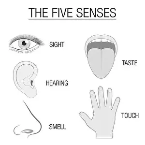 Feel Prints: Eye, ear, tongue, nose and hand - five senses chart with sensory organs and appropriate designation sight